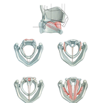 Action of Intrinsic Muscles of Larynx