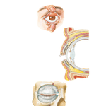 Eyelids