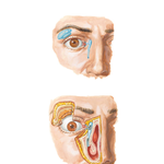 Lacrimal Apparatus