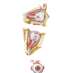 Extrinsic Eye Muscles