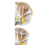 Nerves of Orbit