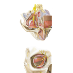 Superior and Anterior View of Orbit 