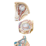 Arteries and Veins of Orbit and Eyelids