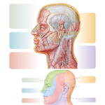 Cutaneous Nerves of Head and Neck