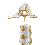 Vertebral Ligaments