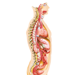 Sympathetic Nervous System: General Topography