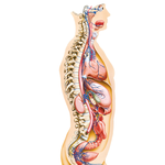 Parasympathetic Nervous System: General Topography