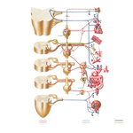 Cholinergic and Adrenergic Synapses: Schema
