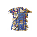 Vertebral Veins: Detail Showing Venous Communications