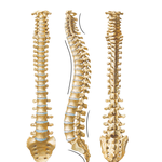 Vertebral Column