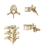 Thoracic Vertebrae