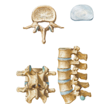 Lumbar Vertebrae