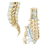 Vertebral Ligaments: Lumbosacral Region