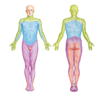 Dermatomes