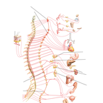 Sympathetic Nervous System: Schema