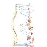 Parasympathetic Nervous System: Schema