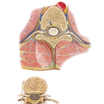 Spinal Nerve Origin: Cross Sections