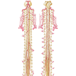 Arteries of Spinal Cord: Schema