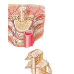 Arteries of Spinal Cord: Intrinsic Distribution