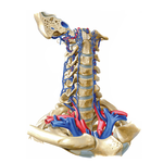 Veins of Vertebral Column: Vertebral Veins