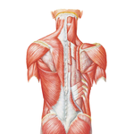 Muscles of Back: Superficial Layer