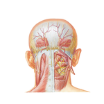 Suboccipital Triangle