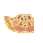 Lumbar Region of Back: Cross Section