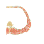 Typical Thoracic Spinal Nerve: Cross Section