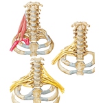 Cervical Ribs and Related Anomalies