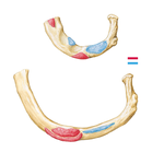 Muscle Attachments of Ribs