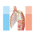 Muscles of Respiration
