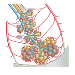 Intrapulmonary Blood Circulation: Schema