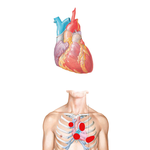 Anterior Aspect of Heart