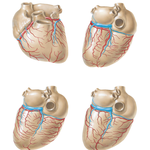 Coronary Arteries and Cardiac Veins: Variations