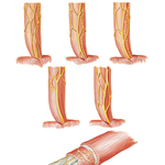 Intrinsic Nerves and Variations in Nerves of Esophagus
