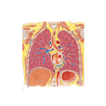 Thorax: Coronal Section (Midaxillary Line, Tracheal Bifurcation, Left Atrium) 