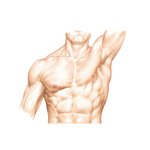 Thorax: Surface Anatomy