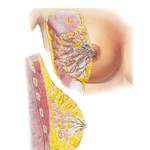 Mammary Gland