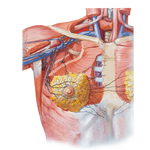 Lymph Vessels and Nodes of Mammary Gland