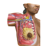 Lymphatic Drainage of Breast