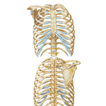 Bony Framework of Thorax