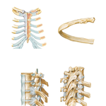 Ribs and Associated Joints