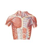 Anterior Thoracic Wall