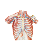 Anterior Thoracic Wall (continued)