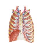 Anterior Thoracic Wall: Internal View