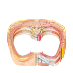 Intercostal Nerves and Arteries