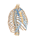 Veins of Internal Thoracic Wall