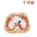 Respiratory Diaphragm: Thoracic Surface