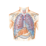 Topography of Lungs: Anterior View