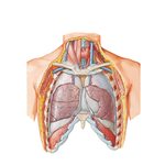 Lungs in Situ: Anterior View